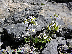 Photo: Gletscher-Felsenblümchen zwischen Steinen