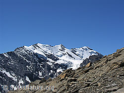 F026583: Hundshorn: Blüemlisalp mit blauem Himmel