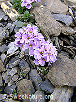 Foto: Kriechendes Täschelkraut (Thlaspi rotundifolium)