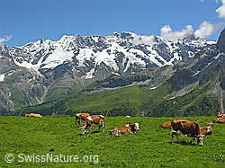 F026703: Gletscherhorn, Äbeni Flue, Mittaghorn, Grosshorn