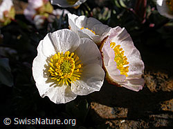 Foto: Gletscher-Hahnenfuss (Ranunculus glacialis)