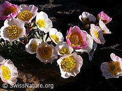 Foto: Gletscher-Hahnenfuss (Ranunculus glacialis)