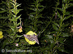 Zweijährige Nachtkerze (Oenothera biennis)