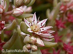 Spanischer Mauerpfeffer (Sedum hispanicum) (F026958) Spanischer Mauerpfeffer (Sedum hispanicum) (F026958)