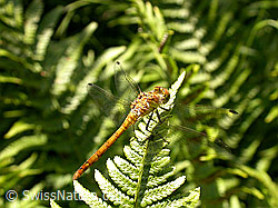 Grosse Heidelibelle (Sympetrum striolatum) (F026978) Grosse Heidelibelle (Sympetrum striolatum) (F026978)