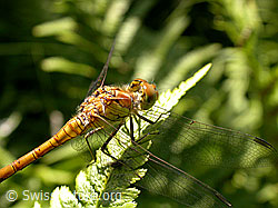 Grosse Heidelibelle (Sympetrum striolatum) (F026981) Grosse Heidelibelle (Sympetrum striolatum) (F026981)
