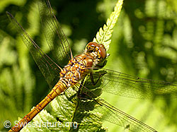 Grosse Heidelibelle (Sympetrum striolatum) (F026987) Grosse Heidelibelle (Sympetrum striolatum) (F026987)