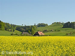 Photo: Rapsfeld und Bauernhöfe