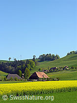 F027264: Frühlingsbild Rapsfeld