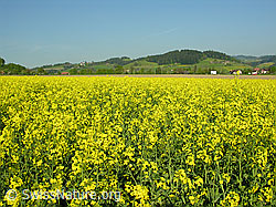 Photo: Blühender Raps
