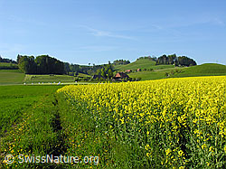 Photo: Acker mit blühendem Raps