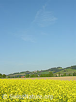 Photo: Blühendes Rapsfeld
