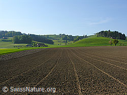 F027320: Angesäter Acker