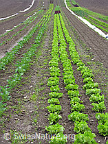 F027436: Gemüseanbau