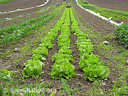 F027437: Pflanzland mit Gemüse
