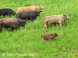 F027441: Rinder auf der Weide