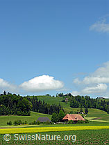 F027445: Kartoffelacker und Rapsfeld