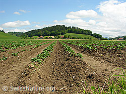 F027448: Kulturland mit Furchen eines Kartoffelackers