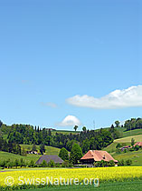 F027461: Raps und Bauernhof