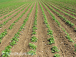 F027463: Kartoffelacker