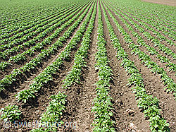 F027477: Kartoffelacker