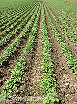 F027478: Furchen und Kartoffelstauden