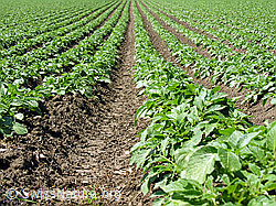 F027482: Kartoffelanbau