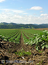 F027483: Kartoffelacker aus der Bodenperspektive