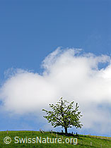 Foto: Kirschbaum und Weidezaun