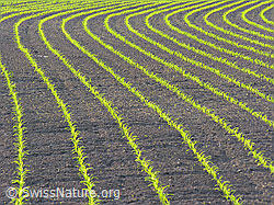 F027536: Linien und Kurven im Maisfeld