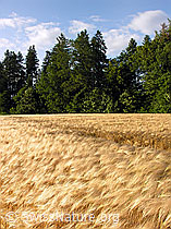 F027554: Wind im Getreidefeld