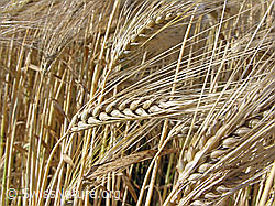 F027557: Vierzeilige Gerste, Ähren