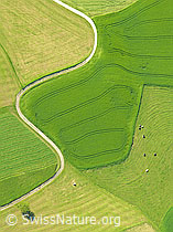 F028150: Luftaufnahme Kurven und Formen im Kulturland