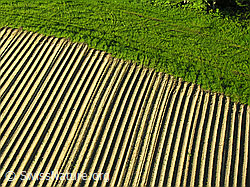 F028185: Luftaufnahme Kartoffelacker