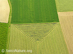 F028267: Luftaufnahme Muster im Kulturland