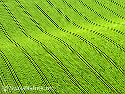 F028278: Bodenwelle in Getreidefeld