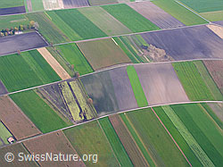 F029446: Landwirtschaft im Wauwiler Moos