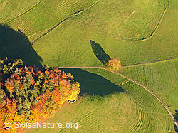 F029596: Luftaufnahme Herbstwald und Weideland