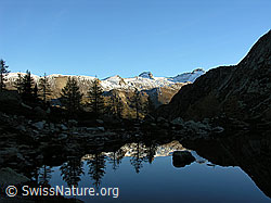 F030511: Spiegelglatter Bergsee mit Tannen am Ufer