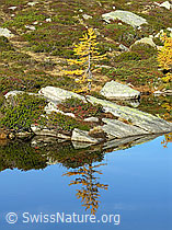 F030601: Spiegelung einer herbstlich gefärbten Lärche am Ufer