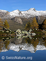 F030624: Schneeberge und gelbe Lärchen spiegeln sich in Bergsee