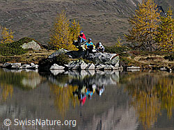 F030633: Wanderer neben gelben Lärchen am Bergsee mit Spiegelung