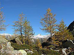 F030638: Herbstlich gefärbte Lärchen und Holzjihorn