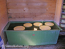 F031836: Bergkäse im Salzbad