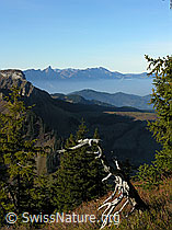 F032182: Abgestorbener Baum in Herbstlandschaft
