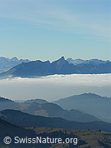 F032309: Hügellandschaft, Nebelmeer,  Stockhornkette