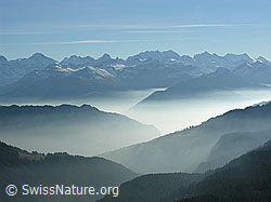 F032326: Berner Alpen und Nebelmeer in den Tälern