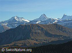 F032328: Wetterhorn, Schreckhorn, Finsteraarhorn, Augstmatthorn