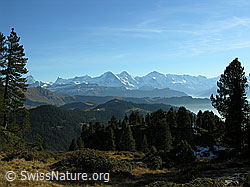 F032336: Berner Alpen und Herbstlandschaft mit lichtem Wald