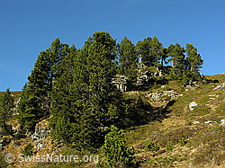 F032338: Föhrenwald, Alpwiese, blauer Himmel